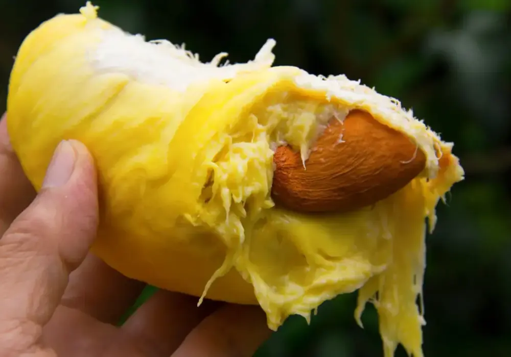 Jak smakuje durian i dlaczego ten owoc tak mocno dzieli smakoszy?