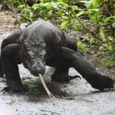 Jak bezpiecznie spotkać smoki na wyspie Komodo? Rady odważnych