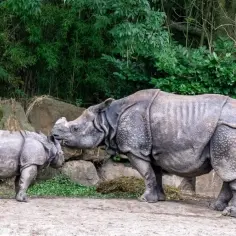 Oto aż 10 fascynujących gatunków zwierząt żyjących w dzikiej Azji