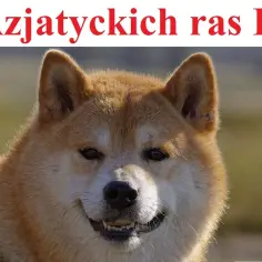 Poznaj najpiękniejsze azjatyckie psy: kompletny opis 10 wyjątkowych ras