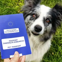 Jak bezpiecznie podróżować za granicę z psem? 9 kluczowych zasad