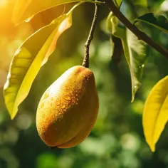 Gdzie rośnie mango - informacje o naturalnym środowisku występowania