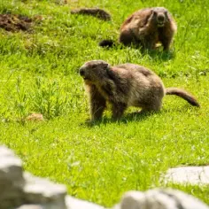 Mini zoo w Zakopanem to raj dla dzieci i dorosłych. Powody do wizyty