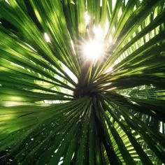Jakie gatunki palm występują w krzyżówkach? Zobacz nasze podpowiedzi